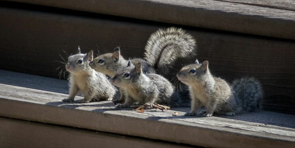 4 baby ground squirrels side by side