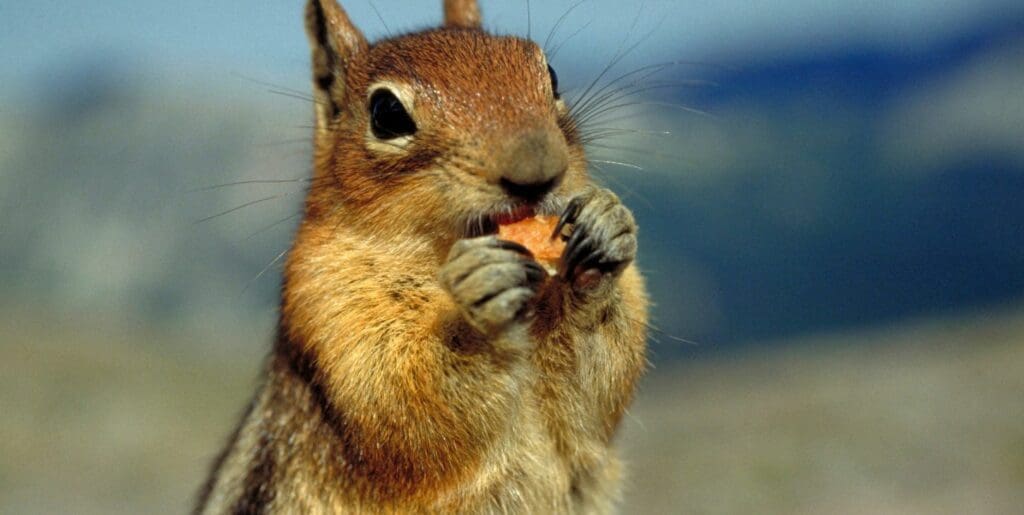 ground squirrel eating a snack