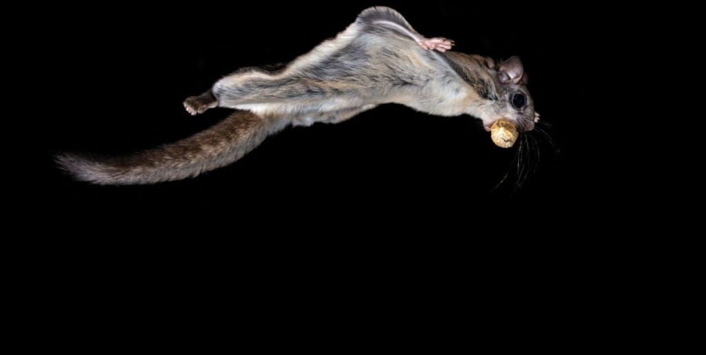 flying squirrel with nut in its mouth