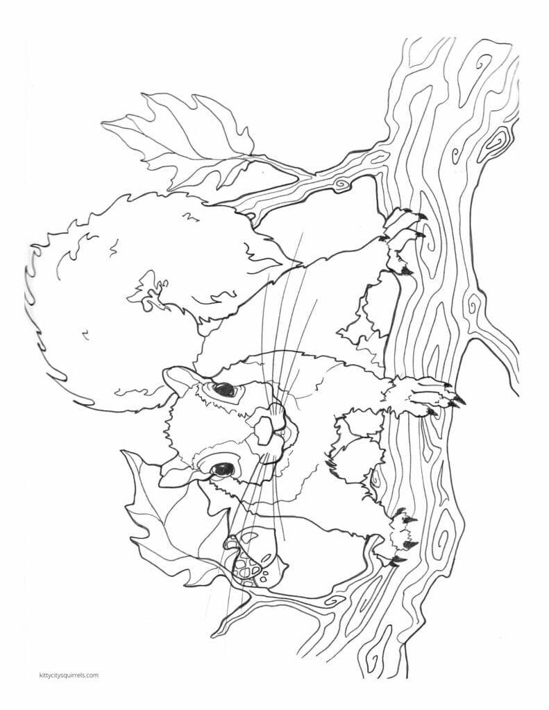 Squirrel Coloring Pages - Bart 
