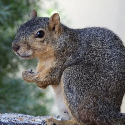 squirrel photos - Miss Busy Lizzie squirrel boxing