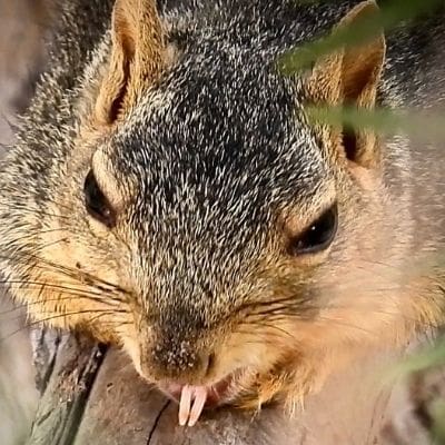 squirrel photos - squirrel with lower teeth showing