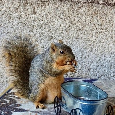 squirrel photos -squirrel eating an almond while sitting on a table