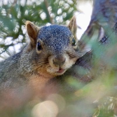 squirrel photos - new nugget squirrel boy treetop
