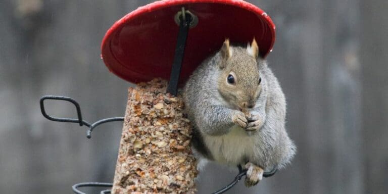 The Best Squirrel Baffles For Hanging Feeders: An Insiders Guide