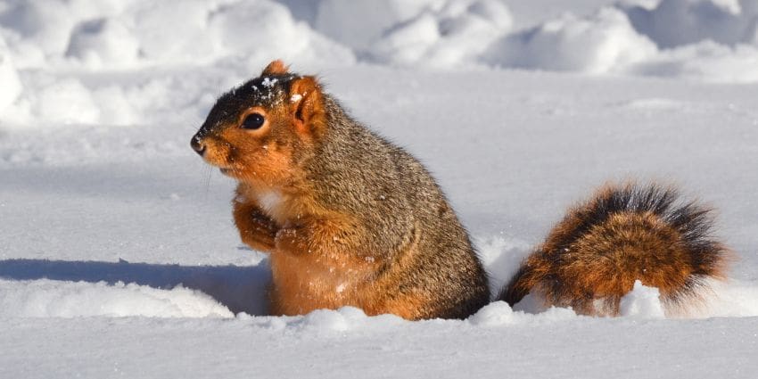 Where Do Squirrels Go In the Winter? The Cold Truth Revealed