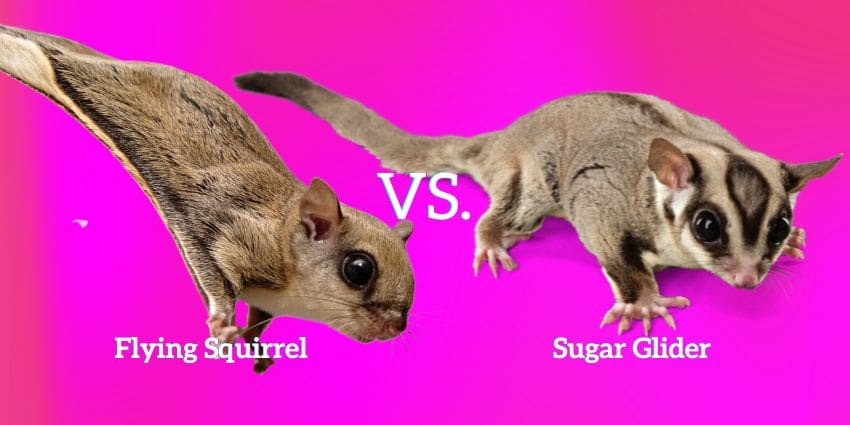 Flying Squirrel vs Sugar Glider: Guide to the Differences