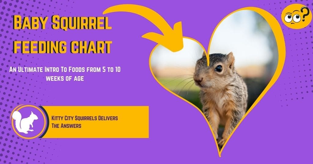 Baby Squirrel Feeding Chart An Ultimate Intro To Foods