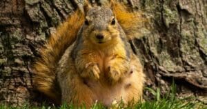 when do squirrels have babies pregnant squirrel - featured image