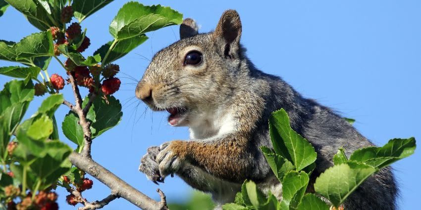 why do squirrels nip off branches - Eastern grayquirrelon branch with berries