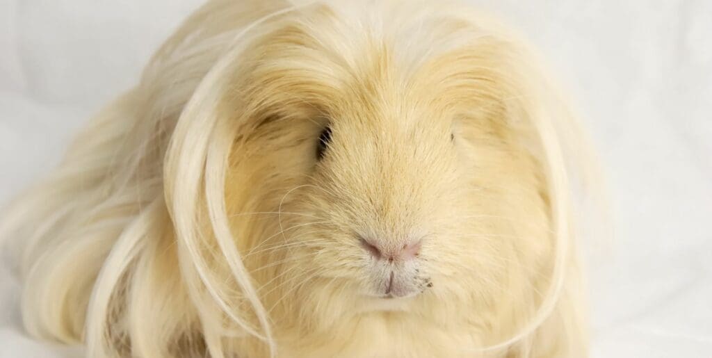 white guinea pigs
