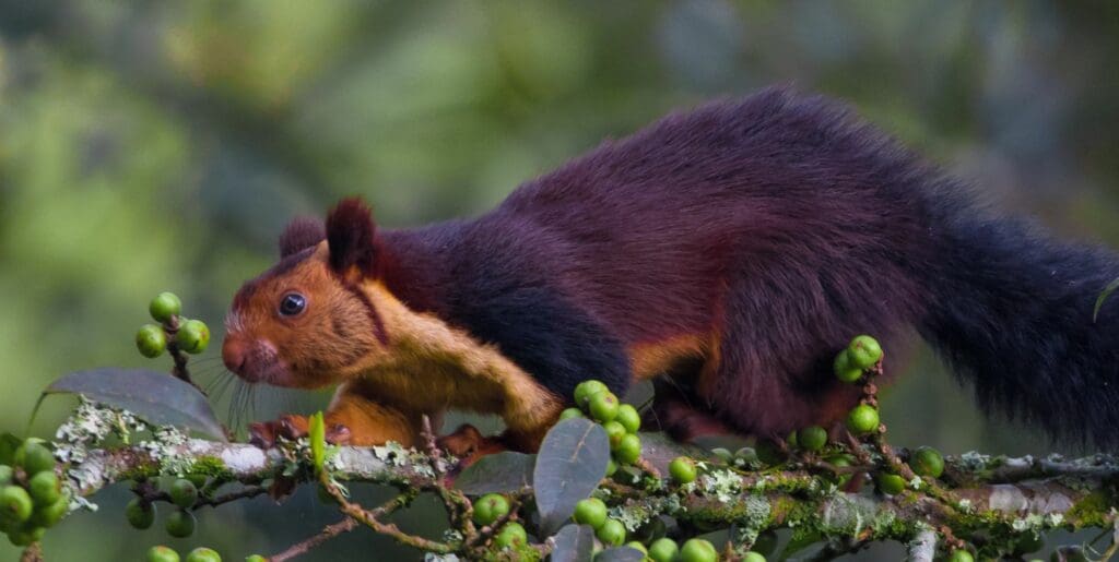 Malabar giant squirrel of India sitting in a tree