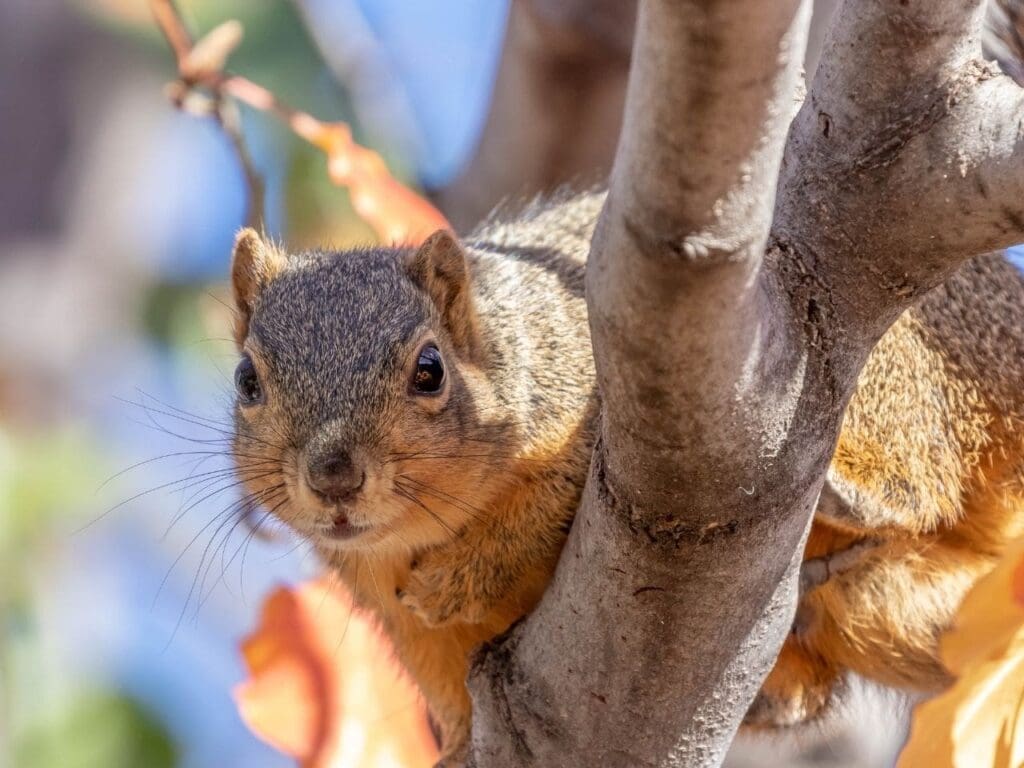 a squirrel laying on a tree limb do squirrels carry rabies