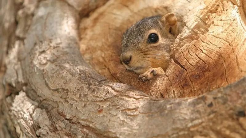 a baby squirrel peeking out of its drey showing that squirrels do not hibernate