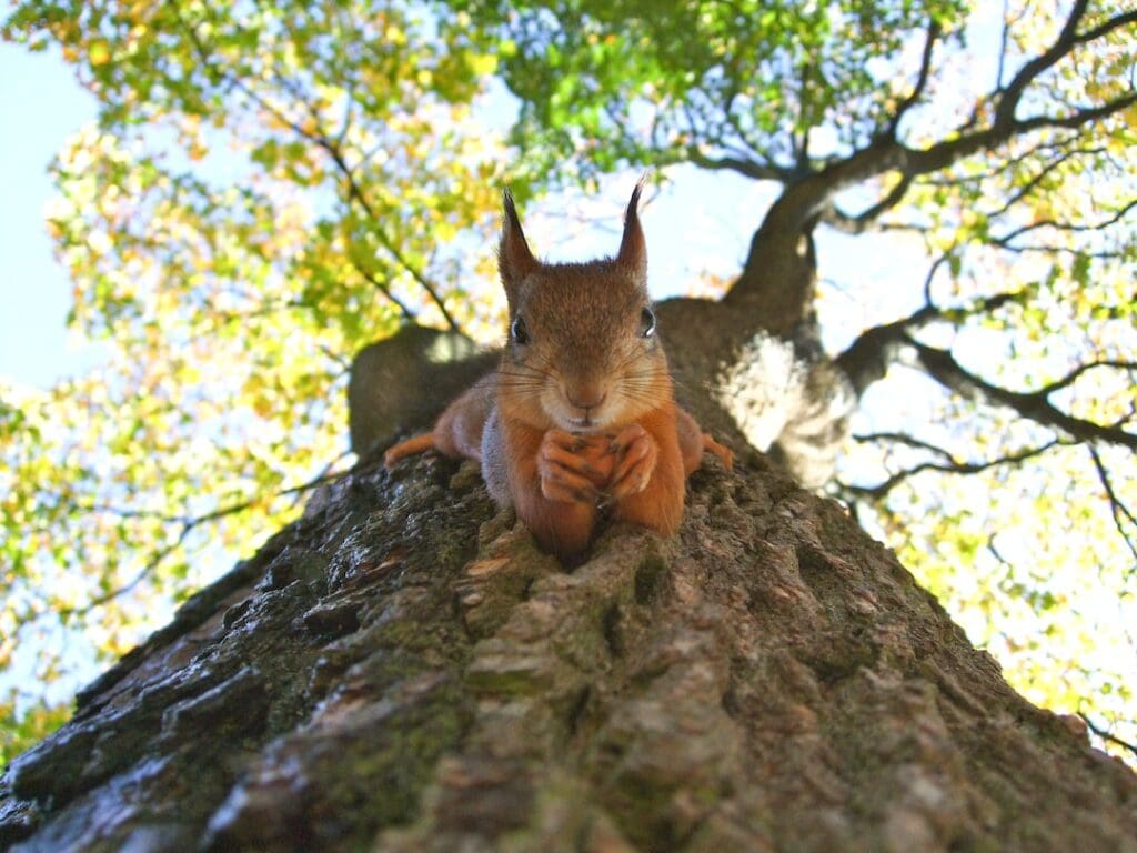 A squirrel ecosystem hanging upside down eating a nut