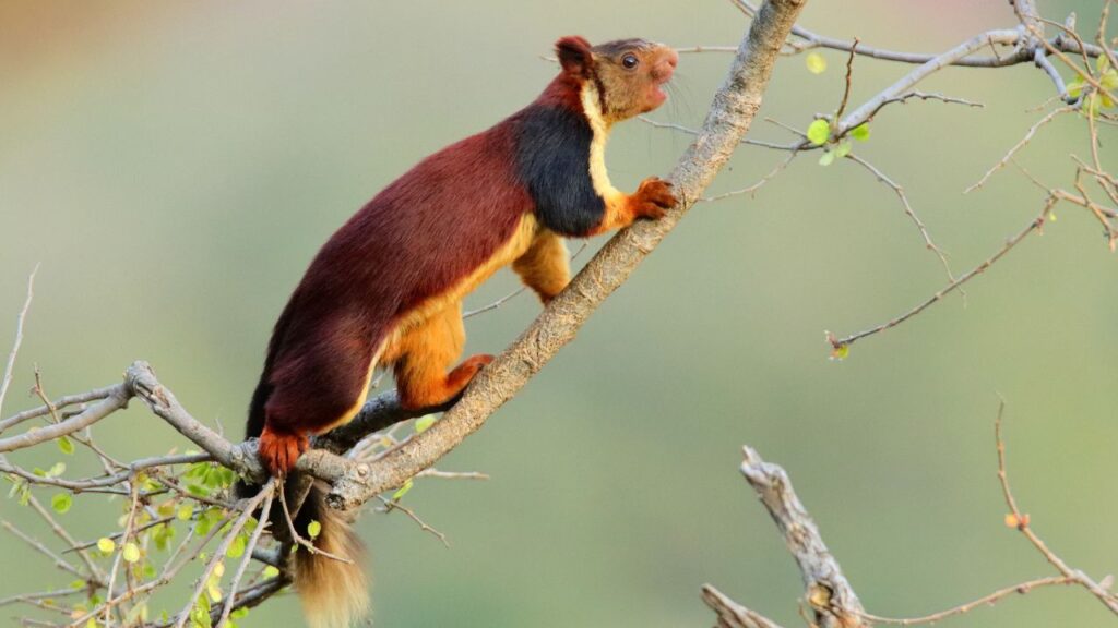 indian giant squirrel on a tree branch
